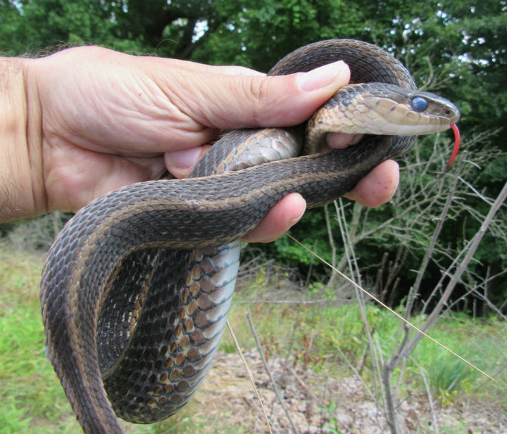 Eastern Garter Snake